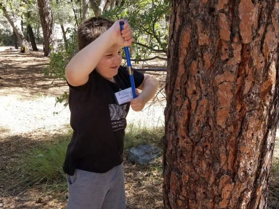 Child coring a tree