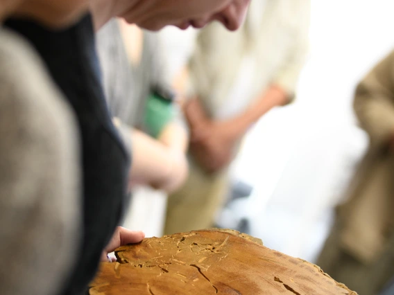 A visitor examines a tree cross section.