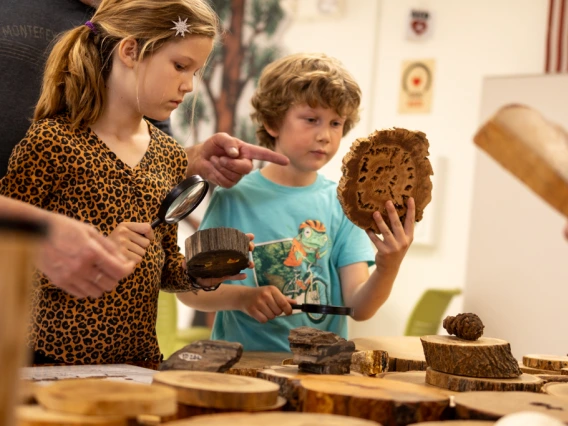 Children examine tree cookies