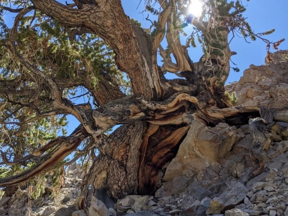 Photo: P. longaeva from LTRR Archives photo gallery.