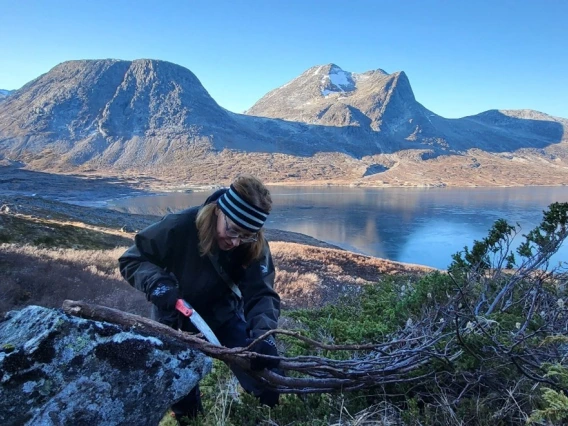 Agata sampling a shrub juniper in south-western Greenland. 