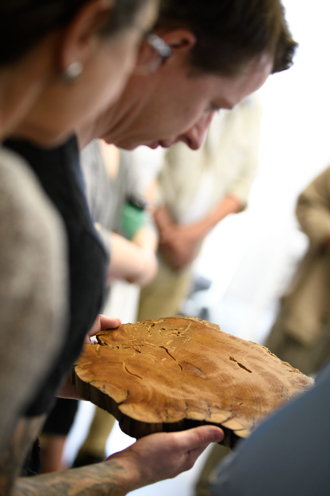 A visitor examines a tree cross section.