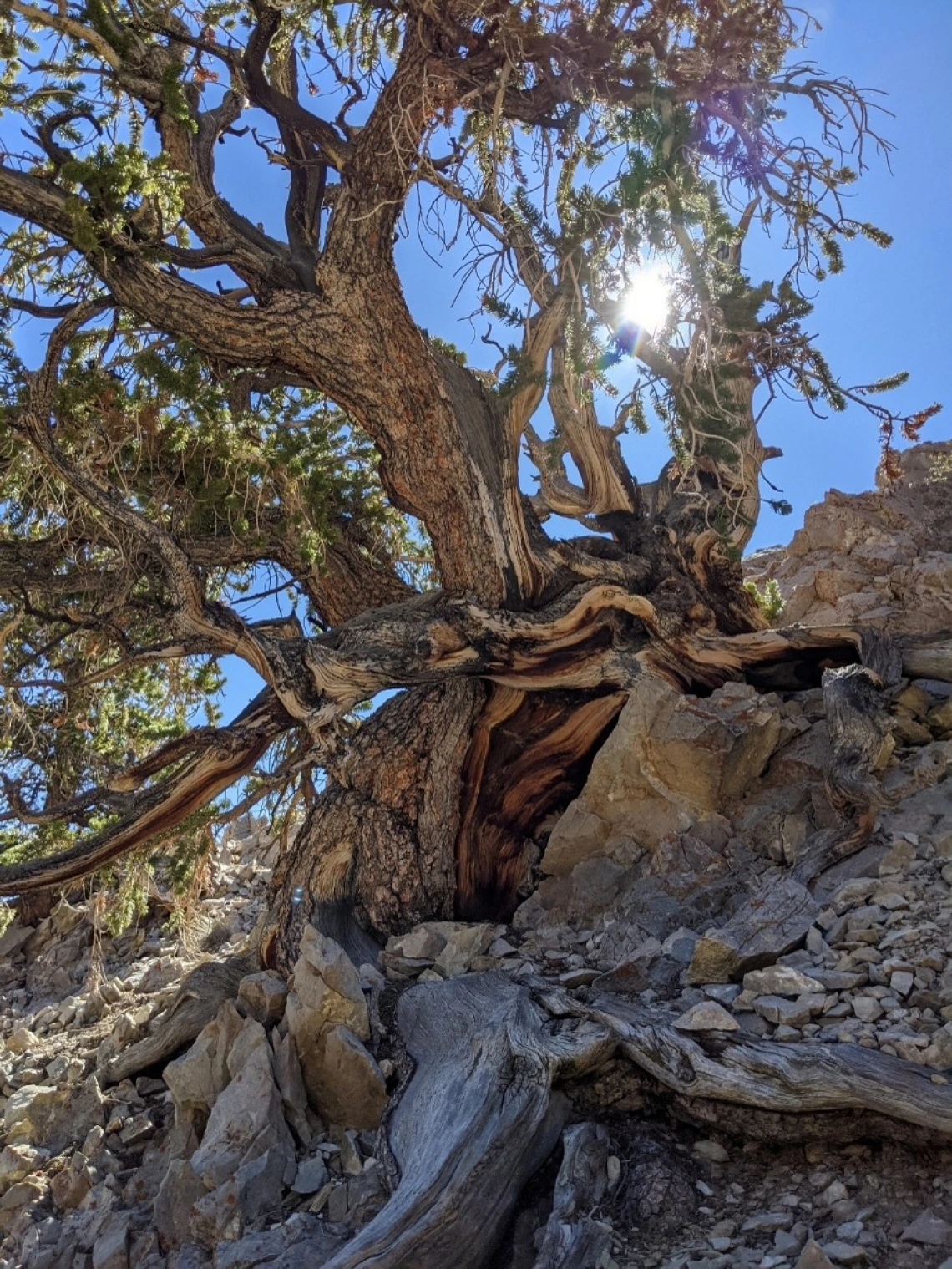 Bristlecone Pine (P. longaeva) from LTRR Archives photo gallery.
