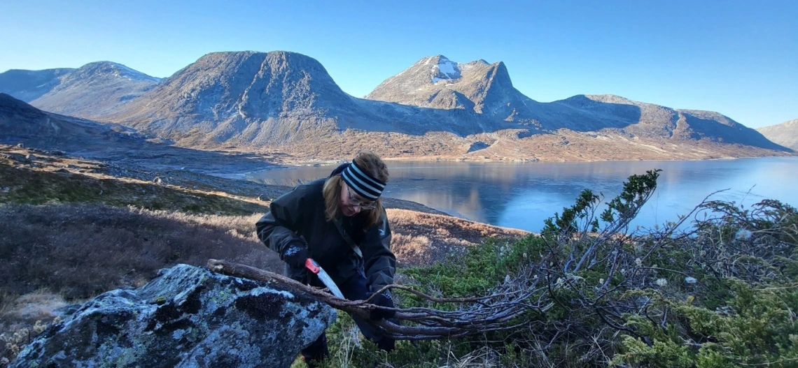 Agata Buchwal sampling a shrub juniper in south-western Greenland.