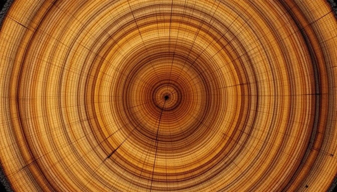 Tree-Rings